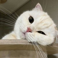 meow (@thebreaker1620) 's Twitter Profile