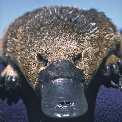 ornythorique's profile picture. Mi canard, mi castor, j’ai 6 paires de chromosomes sexuels