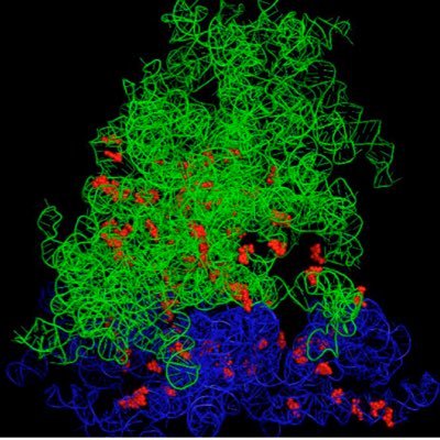 We study ribosome modifications in normal development and disease