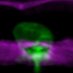 dsherwoodlab (@dsherwoodlab) Twitter profile photo dsherwoodlab (@dsherwoodlab) Twitter profile photo