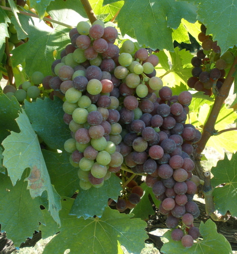 enoconsulenza's profile picture. 