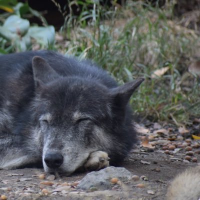 狼狼狸さんのプロフィール画像