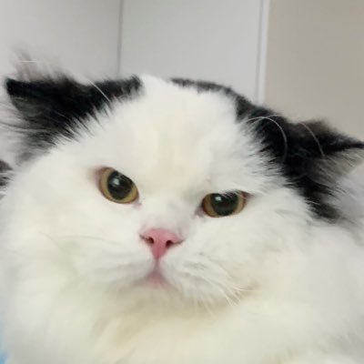 มูมูมีน้องชื่อสม็อกさんのプロフィール画像