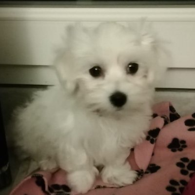 AnneliseLeconte's profile picture. "On" me dit que je suis blanche, catho et hétéro... Moi je suis juste française !

0 Test - 0 Covid19 - 0 Vaccin