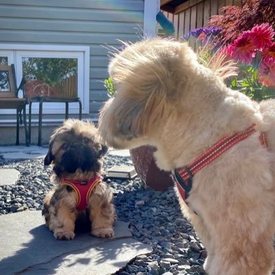 Shih Tzu mom to Handsome Hershey & Gorgeous Gladys 🙏🏻🐾❤️