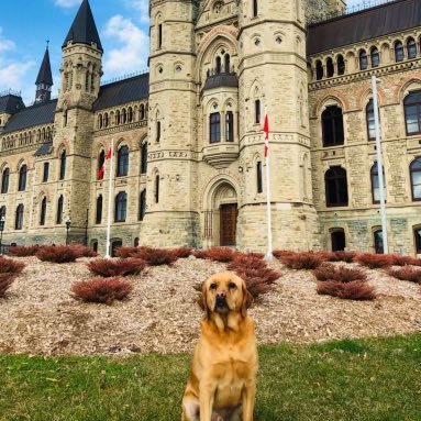 🇨🇦 Proud #CanadianCanine 
🦴 Fetch enthusiast 
🐶 My best friend: @erinotoole 
🧮 Age: 28 dog years 
🐿 🌳 Current stomping grounds: Ottawa, ON