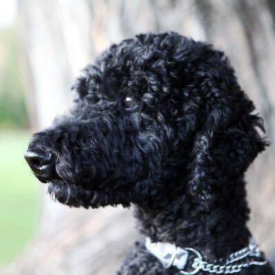 I am one good looking 14yr old Standard Poodle. Unlike my Dad @WBrettWilson - I have almost NO grey hair. #LoveSniffing #LoveCuzCallie