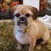 lola the dog (@lolathedog15) Twitter profile photo lola the dog (@lolathedog15) Twitter profile photo