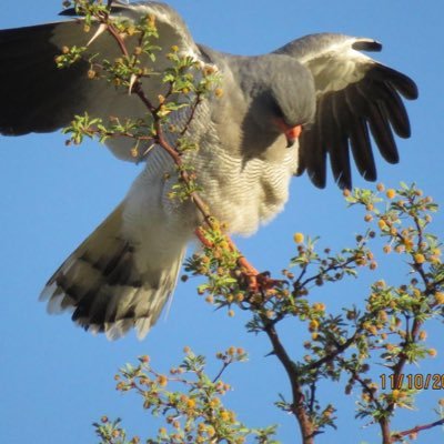 Ons boer met Bonsmaras en met Swart kop Dorpers in die Kalahari.