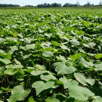 Cornell Cover Crops (@cropscover) 's Twitter Profile Photo Cornell Cover Crops (@cropscover) 's Twitter Profile Photo