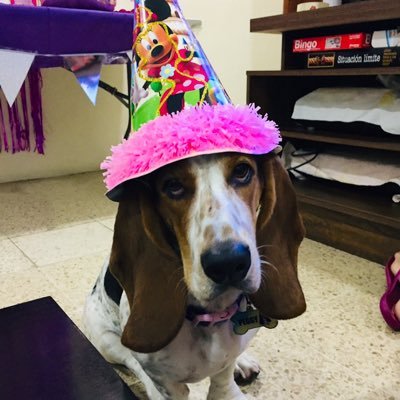 Just a baby basset, named after the awesome Peggy Carter