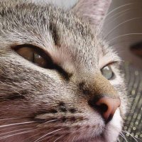 Etología Helena Bat (@etologiahelena) 's Twitter Profile