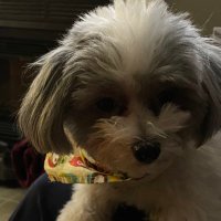 Dennis (@dgperron) 's Twitter Profile