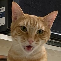 Hanz da Bronze (@pawscarawesome) 's Twitter Profile