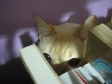 I'm interested in studies on perception.