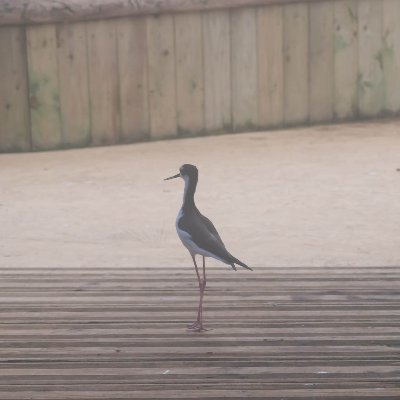 ZanattaLaurent's profile picture. Cuisinier