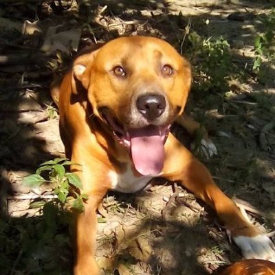 Socialist, anti-fascism/MAGA, love science, nature, cats, dogs, and music. Detest willful ignorance, lying, and hypocrisy. No DMs @cr1257.bsky.social