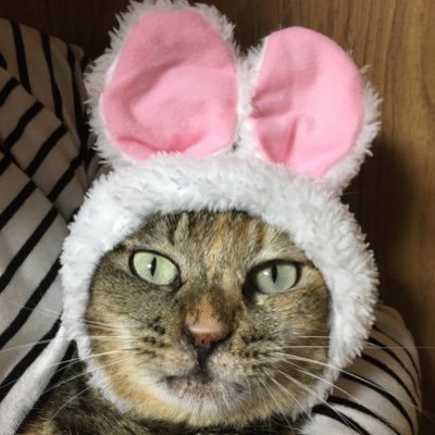 hiro_kaburaki's profile picture. 好きな筋肉は三角筋。苦手な食べ物は鶏むね肉。雑穀米、サバ水煮缶ノンオイルツナ缶🐟で暮らす男。
『Twitter？インスタ？いいからスクワットだ！』