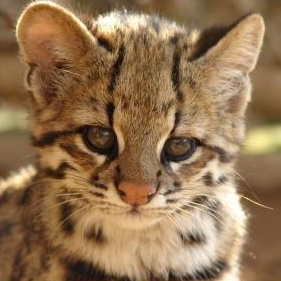 Gato-do-mato de Érico Veríssimo. Gato-do-mato espécie vulnerável e ameaçada de extinção no Brasil. Sou leonino, solitário e pensador. Luto por um mundo melhor.