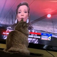 Frances Weller| News Anchor| Managing Editor (@franwellerwect) 's Twitter Profile