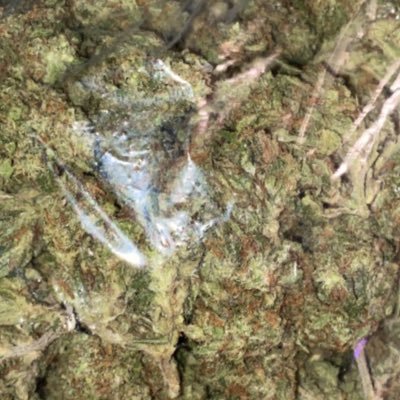 ginger55314705's profile picture. 🅱️