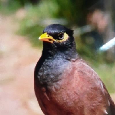 Pparty16's profile picture. ชาติอันเป็นที่รักยิ่ง