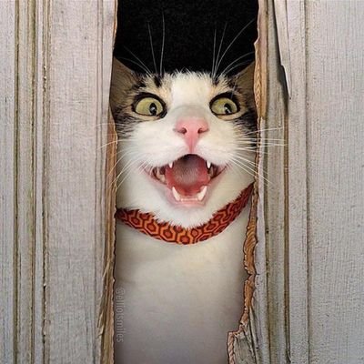 ガロスペ、カプエス2をこよなく愛しております。名古屋餓狼会所属、ガロスペでは不知火舞。カプエス2では、主にバイス、キング、バルログを使用
LUNA SEA、hydeが死ぬほど好き
国民民主党推し 是々非々で判断 0か100でしか判断出来ない人と反日売国奴が無理