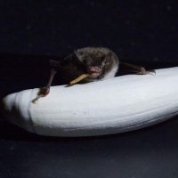 Bioacoustics AU (@bioacousticsau) 's Twitter Profile
