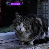 TallulahTangle, Cat lady (@tallulahtangle) 's Twitter Profile