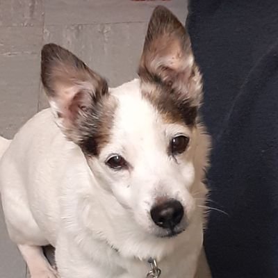 ChocoMastiff's profile picture. Had something funny to say - but I forgot