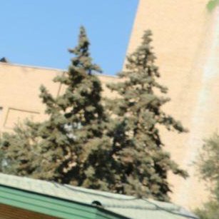 من کاکتوسم از این گلخونه گیا
که خارام گیر کرد تو حلقوم اینا...
فالو = فالو بک