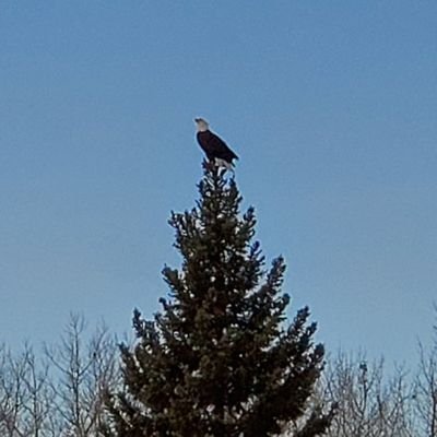 Carpenter by trade, Boss by day job.  Boys in Nature is my MO.  Praying for Peace and Spiritual Enlightenment for the entire Human Race.  Celebrate each other!