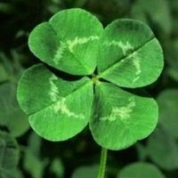 🍏うちわはぎ。 (@uchiwahagi) Twitter profile photo