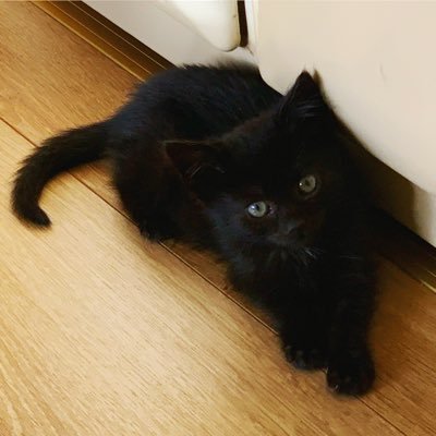 black cat called cilla (cilla black), size of a large loaf. tweets by 🐶