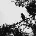 Ichos (@birdingichos) Twitter profile photo
