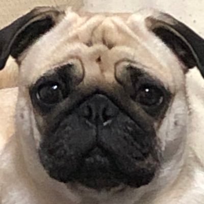 acrKm7OTzyp2qCd's profile picture. 子供の頃集めていたビックリマンシールを3年前からマイペースで集めています。最近は自作シールにもはまってます。Twitter初心者で分からないこと多いですが、よろしくお願いします^_^