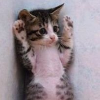 EnDxyQCv1bBRgLd's profile picture. 고양이