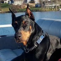 Sue Smothers (@tnmtnlake) 's Twitter Profile