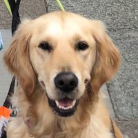Guide Dog Ava(@GuideDogAva) 's Twitter Profile Photo