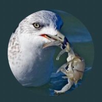 scarincio (@scarincio13) 's Twitter Profile Photo scarincio (@scarincio13) 's Twitter Profile Photo