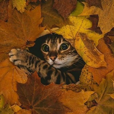 Amicablerex's profile picture.