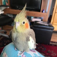 The Cockatiel Flock (@liketochirp) 's Twitter Profile