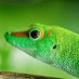Hecko (the gecko) (@heckitshecko) Twitter profile photo Hecko (the gecko) (@heckitshecko) Twitter profile photo
