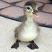 J P-Duck (@69glc) Twitter profile photo J P-Duck (@69glc) Twitter profile photo