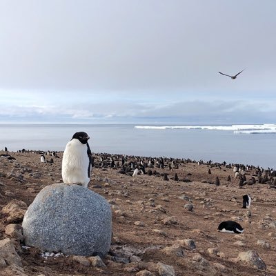 getting muddy in SFBay marshes and pooped on in Antarctica @pointblueconsci 🐦 🐧