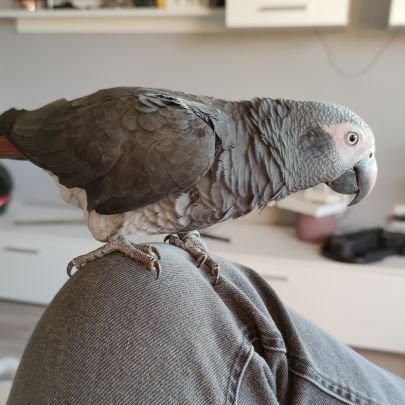 Sestefania6's profile picture. 