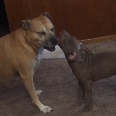 drako_bluewolf's profile picture. Born in the Metal Goat Year ENFJ-A•Polyamorous•Pisces Ravenclaw Proud•Music Lover