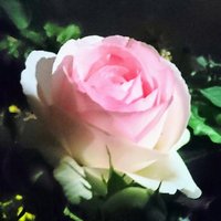 Triple Time (@tripletime5) 's Twitter Profile