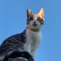 CosmicSol (@cosmictaken) 's Twitter Profile