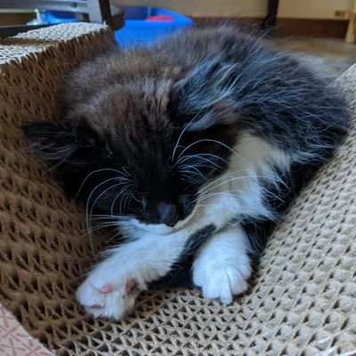 allijay33's profile picture. instruction fetishist